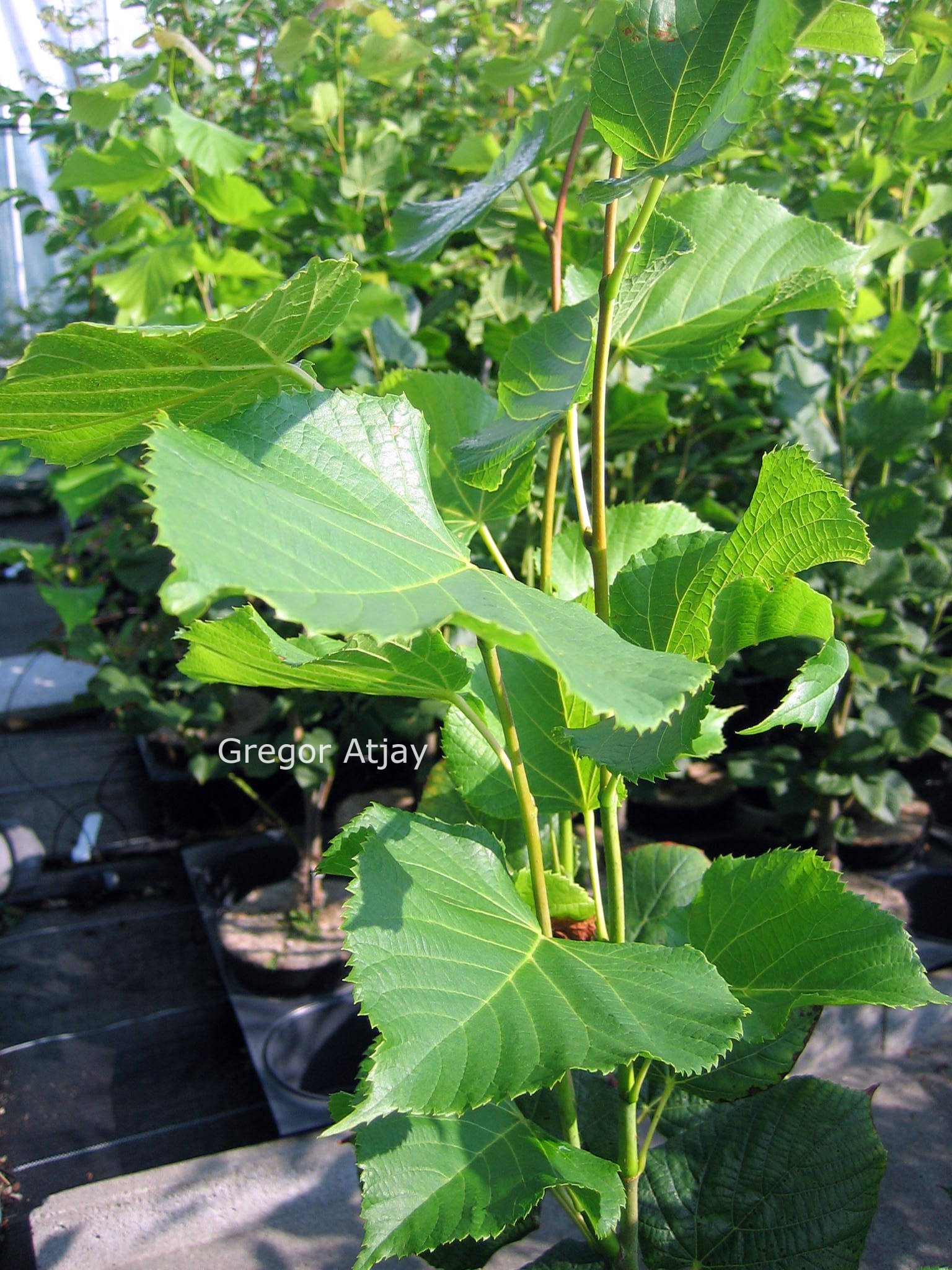 Tilia platyphyllos 'Fastigiata'