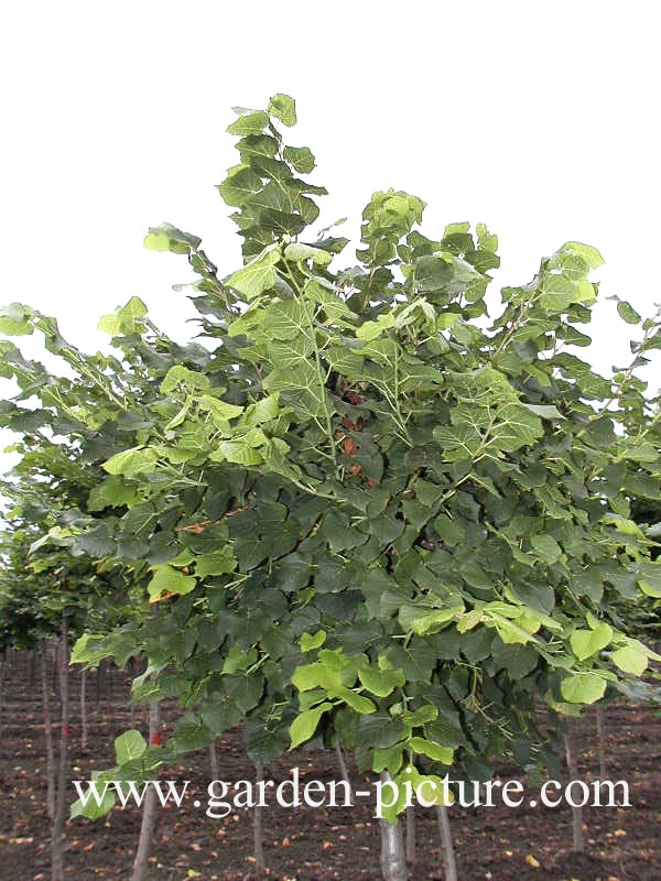 Tilia platyphyllos 'Pannonia'