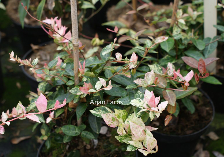 Trachelospermum asiaticum 'Tricolor'