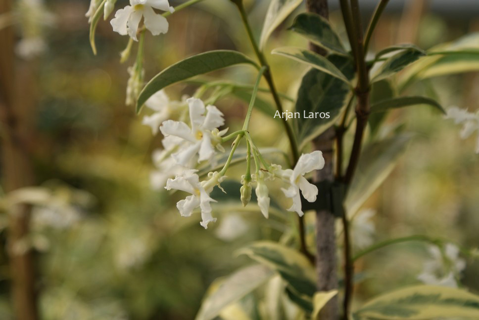 Trachelospermum jasminoides 'Sunlover'