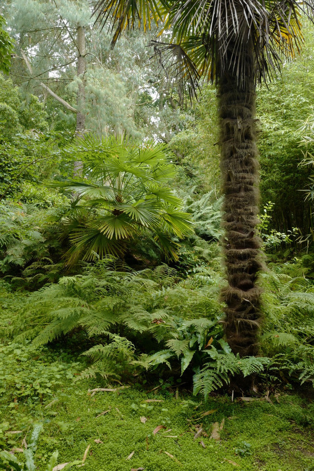 Trachycarpus fortunei