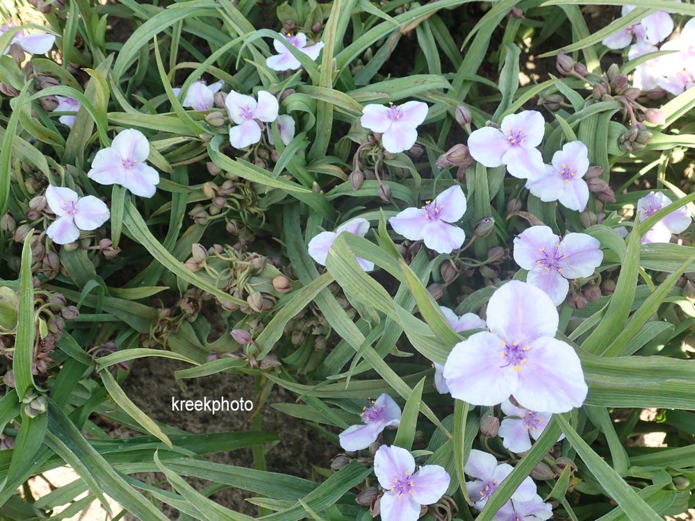 Tradescantia andersoniana 'Bilberry Ice'