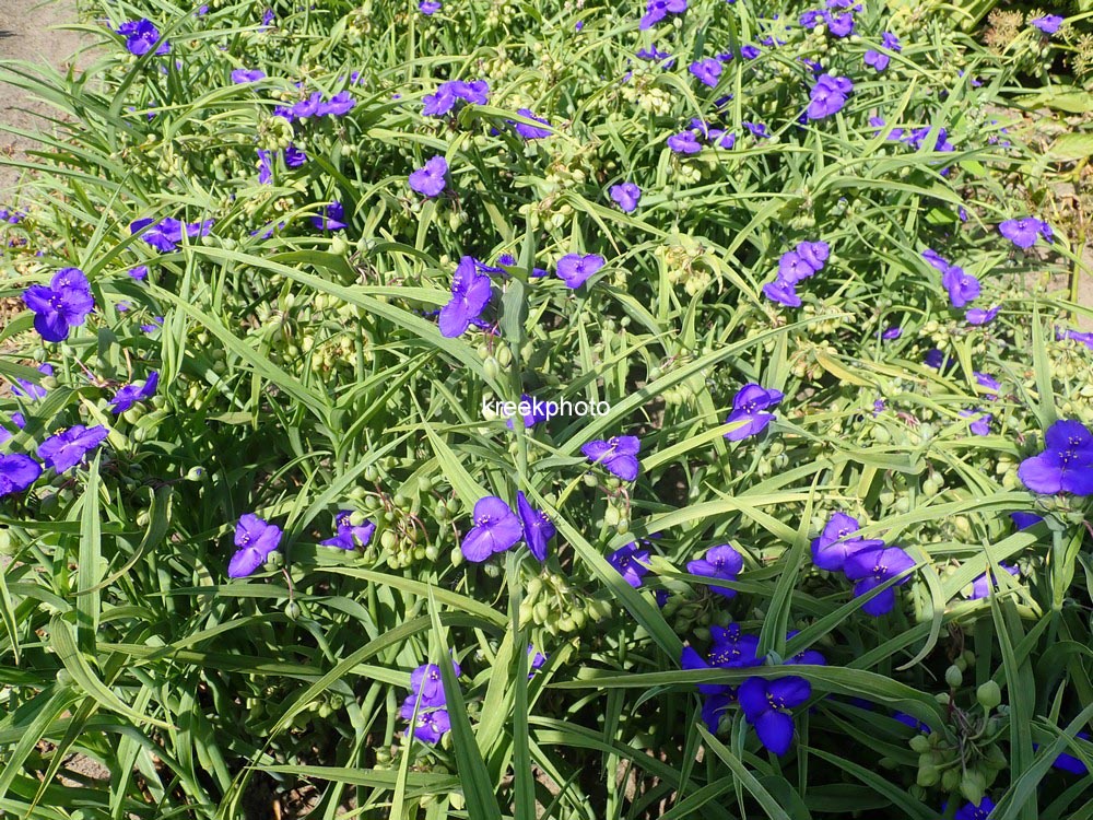 Tradescantia andersoniana 'Leonora'