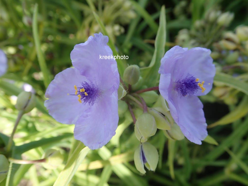 Tradescantia andersoniana 'Little Doll'