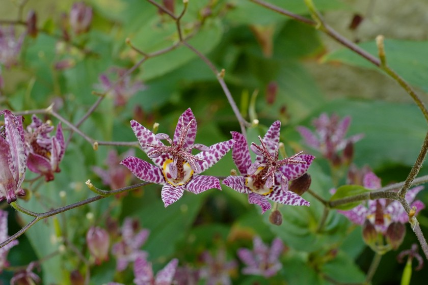 Tricyrtis formosana