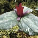 Trillium cuneatum
