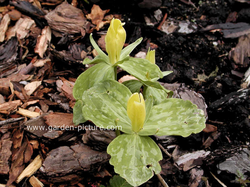 Trillium luteum
