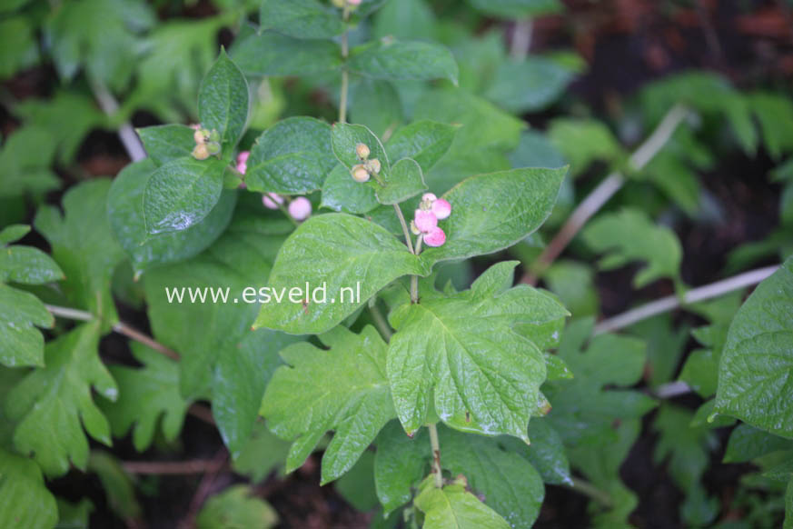 Triosteum himalayanum