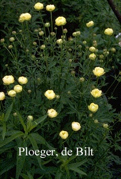 Trollius 'Alabaster'