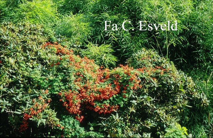 Tropaeolum speciosum