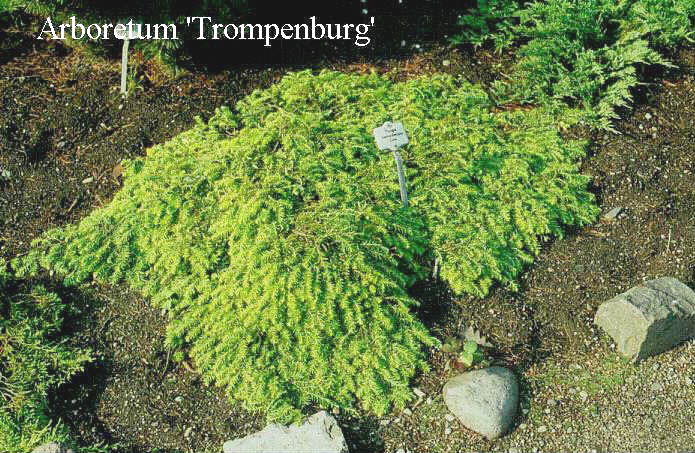 Tsuga canadensis 'Cole's Prostrate'