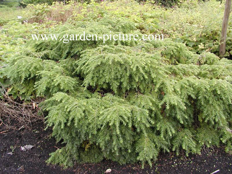 Tsuga canadensis 'Jeddeloh'