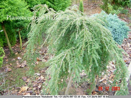 Tsuga canadensis 'Pendula'