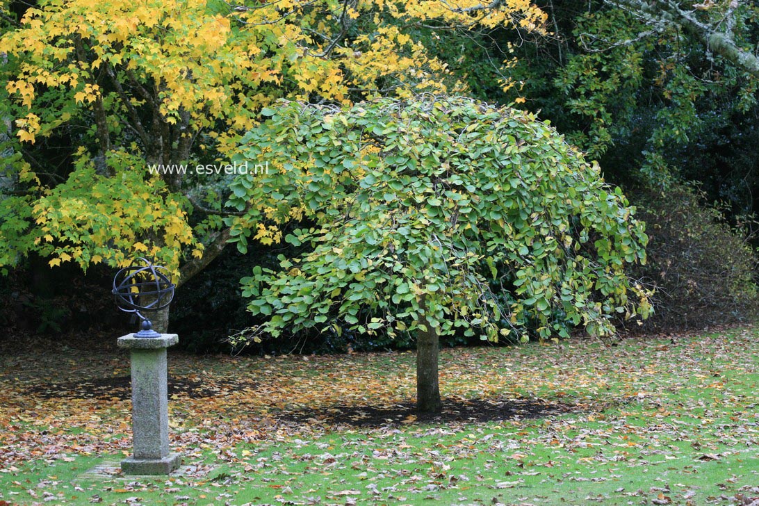 Ulmus 'Camperdownii'