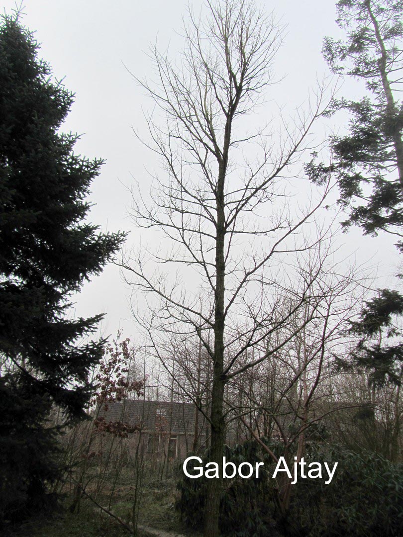Ulmus 'New Horizon'
