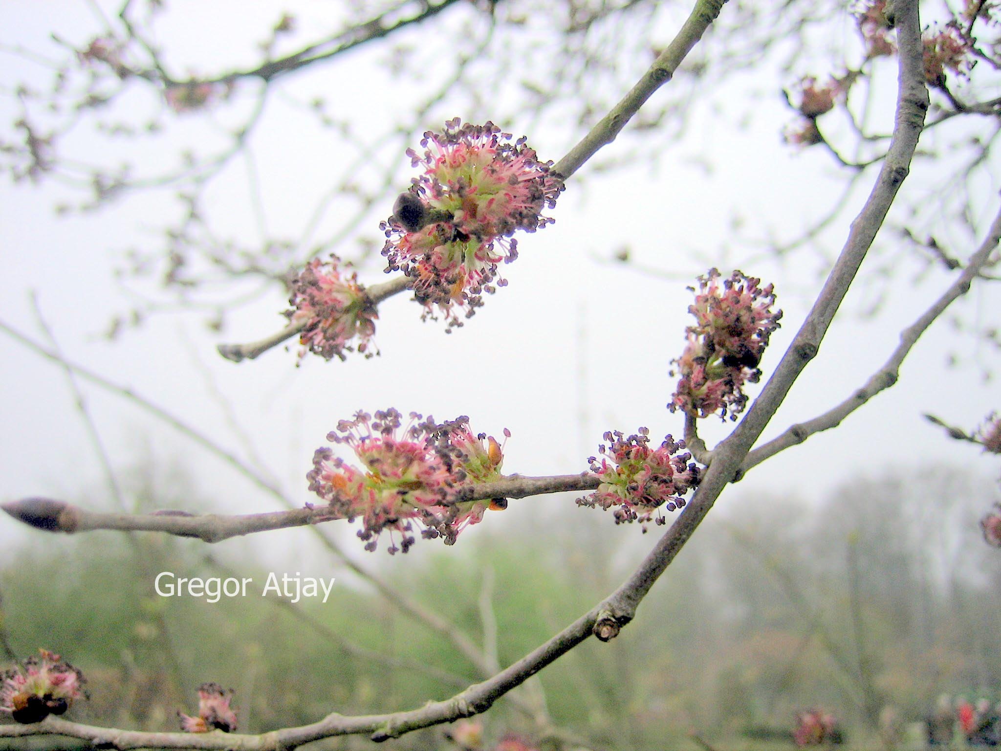 Ulmus 'Plantijn'