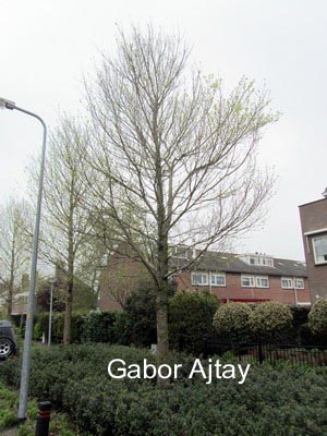 Ulmus 'Sapporo Autumn Gold'