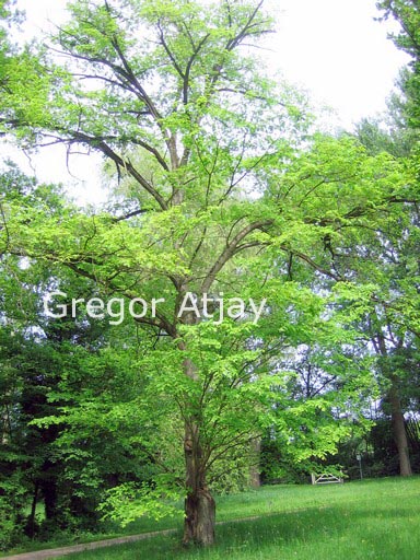 Ulmus davidiana
