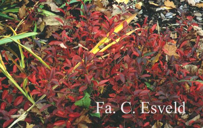 Vaccinium angustifolium