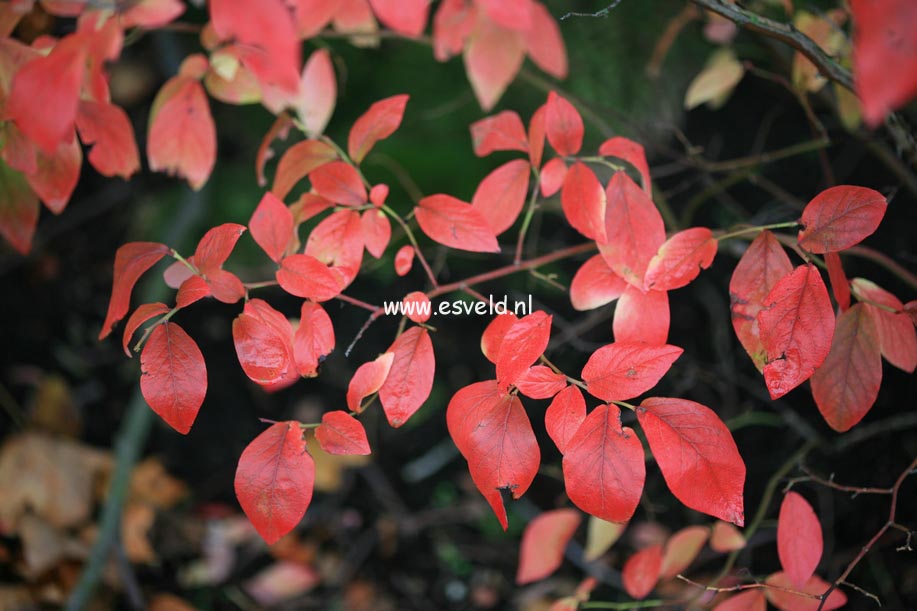Vaccinium corymbosum 'Berkeley'