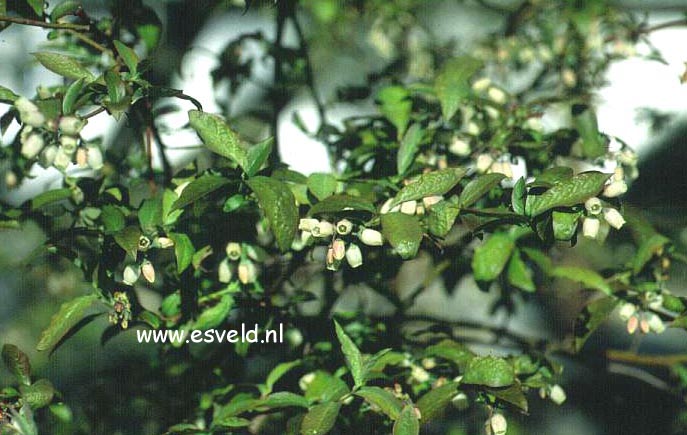 Vaccinium corymbosum 'Coville'