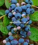 Vaccinium corymbosum 'Dixi'