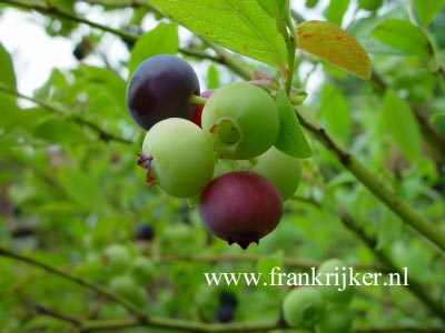 Vaccinium corymbosum 'Goldtraube'