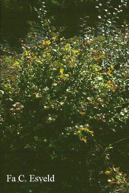 Vaccinium intermedium