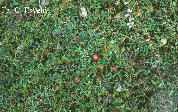 Vaccinium oxycoccus