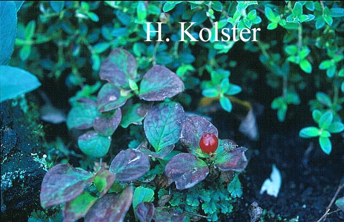 Vaccinium praestans