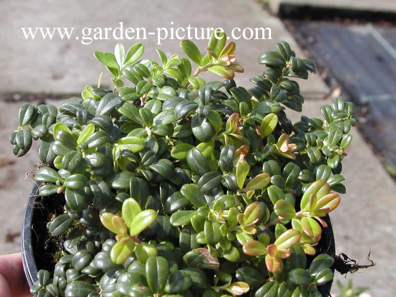 Vaccinium vitis-idaea minus