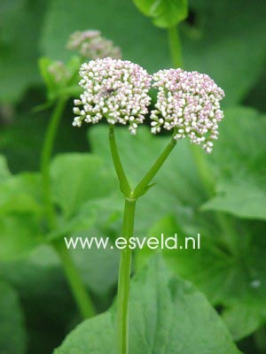 Valeriana alliariifolia