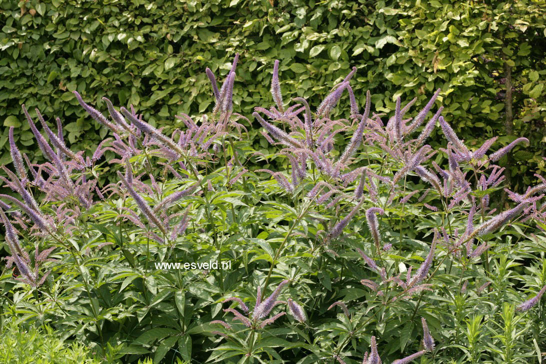 Veronicastrum sibiricum