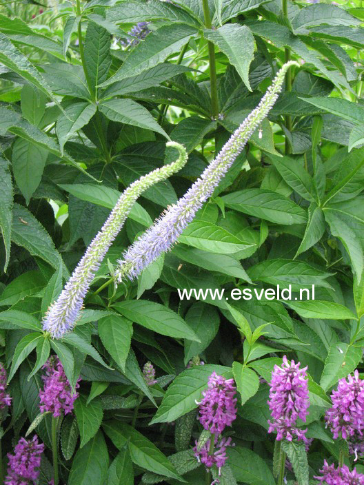 Veronicastrum virginicum 'Apollo'