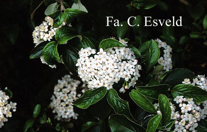 Viburnum 'Chesapeake'