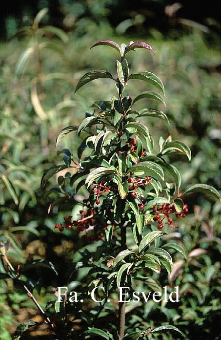 Viburnum 'Ward van Teylingen'