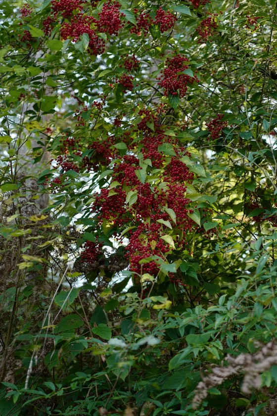 Viburnum betulifolium