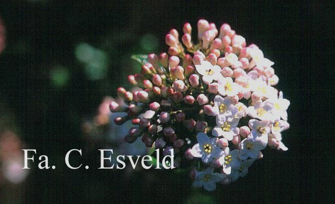 Viburnum burkwoodii 'Chenault'