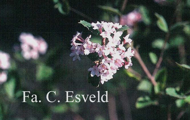 Viburnum burkwoodii 'Fulbrook'