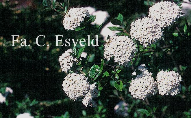 Viburnum burkwoodii 'Park Farm Hybrid'