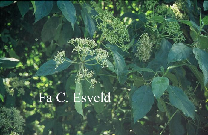 Viburnum cylindricum