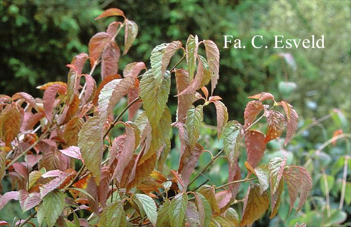 Viburnum dentatum 'Longifolium'