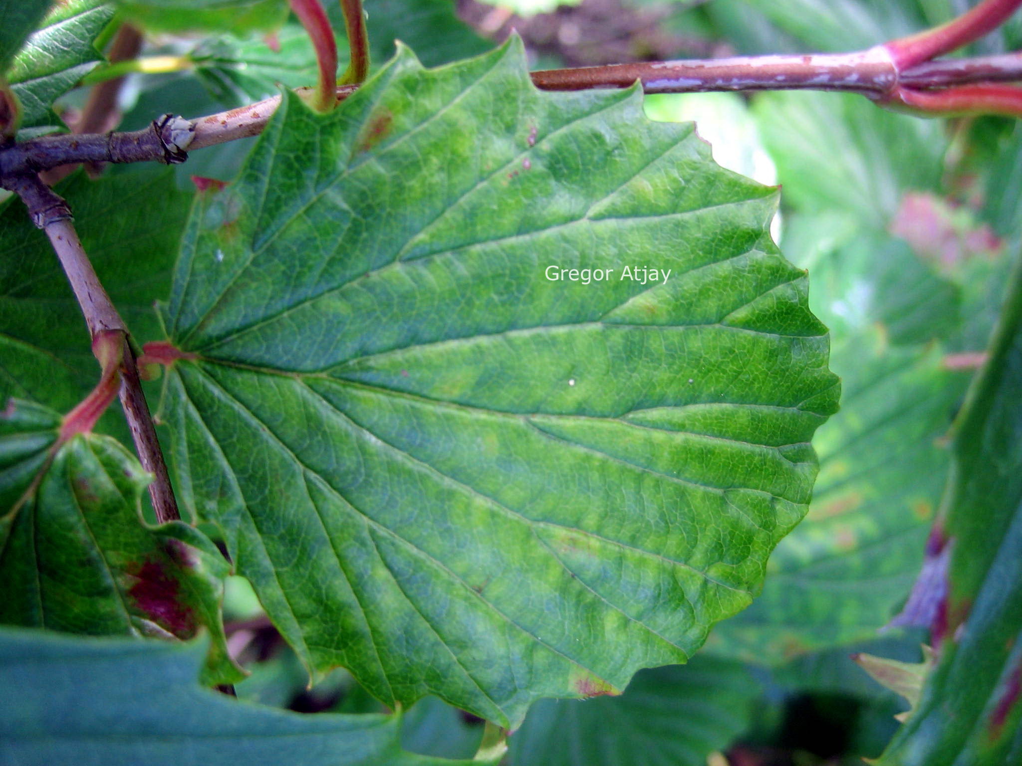 Viburnum dentatum 'Moonglow'