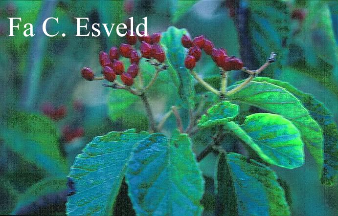 Viburnum dentatum pilosum