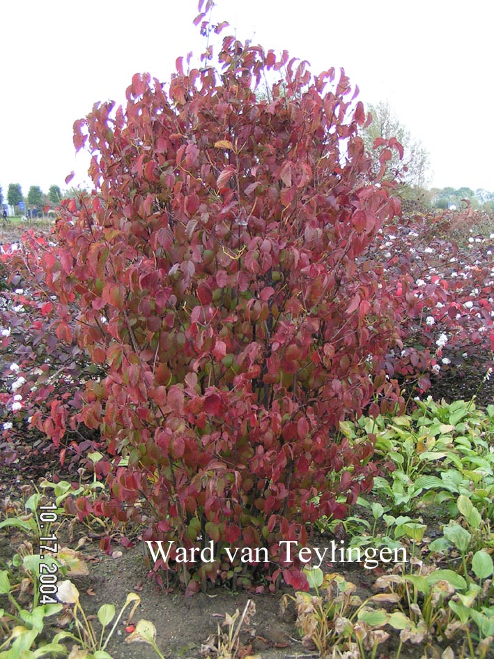 Viburnum dentatum var. lucidum