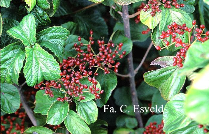 Viburnum dilatatum var. hispidum