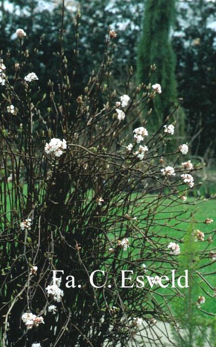 Viburnum farreri 'Nanum'