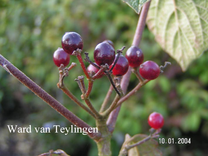 Viburnum flavescens