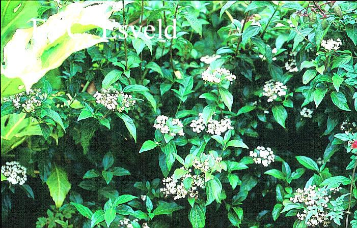 Viburnum foetidum var. rectangulatum