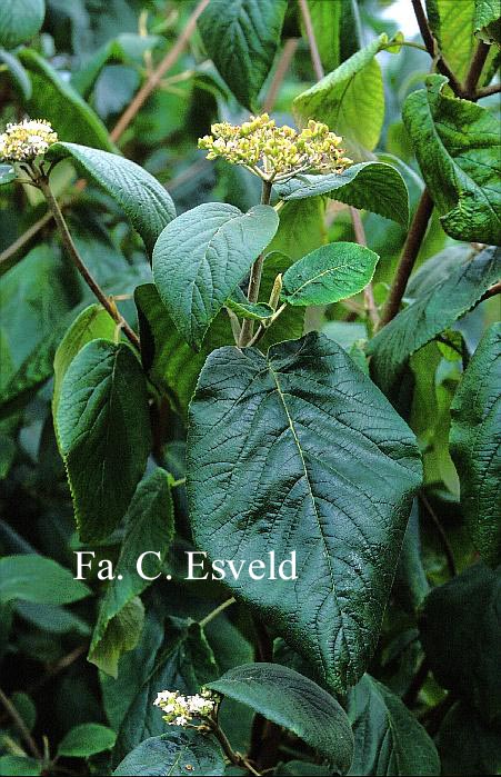 Viburnum lantana 'Macrophyllum'